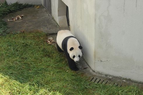 Dua Panda Raksasa Asal China Tiba di Indonesia