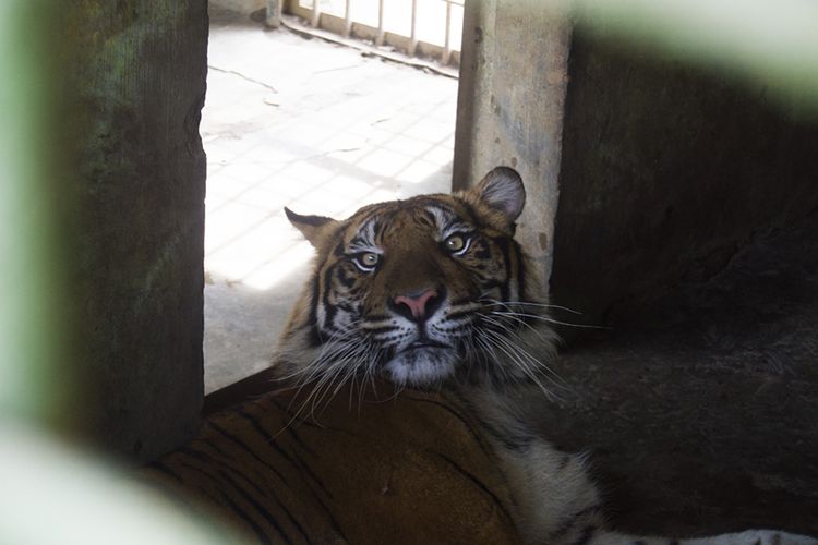 Ilustrasi harimau sumatera di Medan Zoo. Selama 3 hari libur lebaran, jumlah pengunjung di Medan Zoo mencapai 5.834 orang. Jumlah tersebut jauh lebih rendah dibandingkan sebelum pandemi.