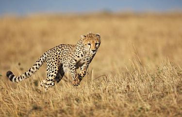 Ilustrasi cheetah, hewan tercepat di bumi.