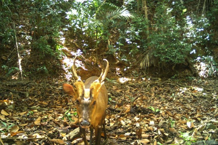Rusa gonggong besar yang merupakan spesies langka dan terancam punah, untuk pertama kalinya ditemukan di Taman Nasional Virachey, Kamboja, melalui kamera tersembunyi pada April, tetapi baru terungkap bulan Juni saat rekamannya dibuka.