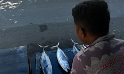 IPB Kembangkan Pupuk Bokashi dari Limbah Rumput Laut dan Jeroan Ikan