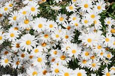5 Fakta Menarik Bunga Daisy yang Penuh Arti dan Simbol
