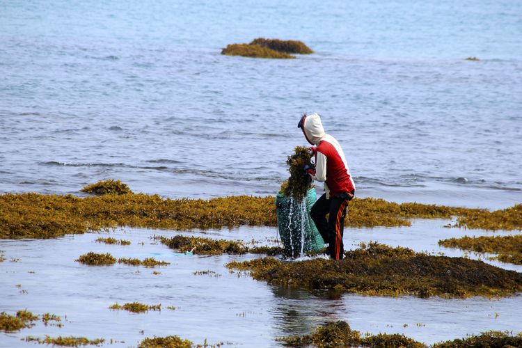 Ilustrasi petani rumput laut. Petani rumput laut di Indonesia masih kesulitan beralih ke budi daya ramah lingkungan karena tingginya modal.