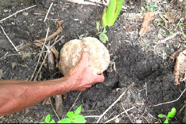Umbi lengkir yang ditanam di pekarangan rumah warga di Belo Laut, Bangka Barat.
