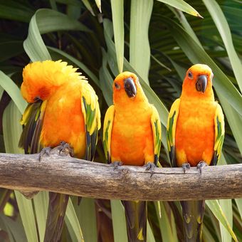 Ilustrasi burung conure.