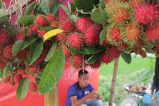 Cara Pilih Rambutan Manis, Jangan Tertipu Warna Merah 