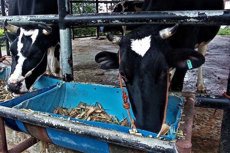 Sapi perah di Kampung Susu Lawu Magetan. Perliaku peternak sapi perah yang memilih menyiram kotoran sapi daripada mengumpulkan kotoran padat disinyalir menjadi penyebab pencemaran sungai di kaki Gunung Lawu.