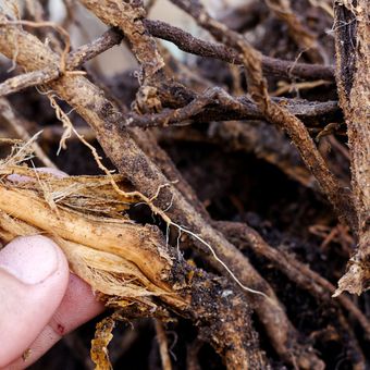 Ilustrasi penyakit busuk akar atau root rot pada tanaman. 