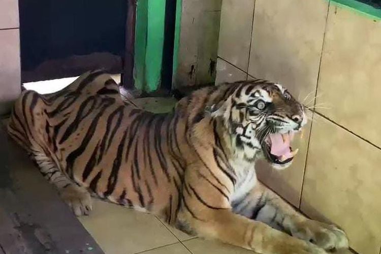 Harimau Sumatera Tertua di Taman Rimbo Jambi Mati, Begini Kronologinya