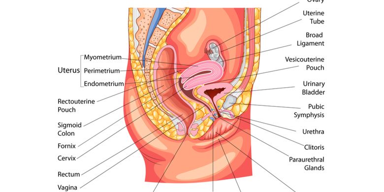 Gambar reproduksi wanita dan fungsinya