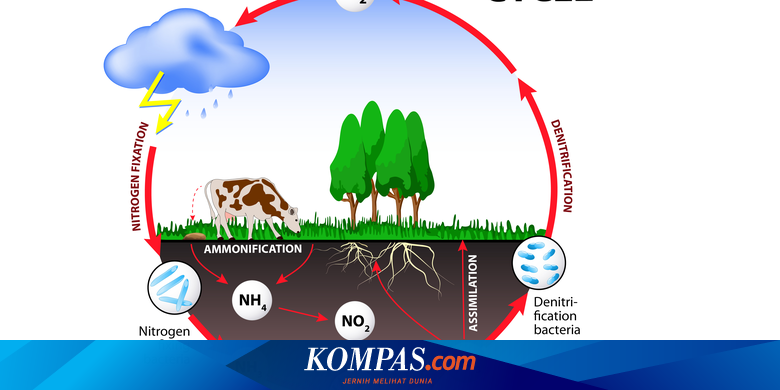 Berikut pernyataan yang tepat untuk daur nitrogen kecuali