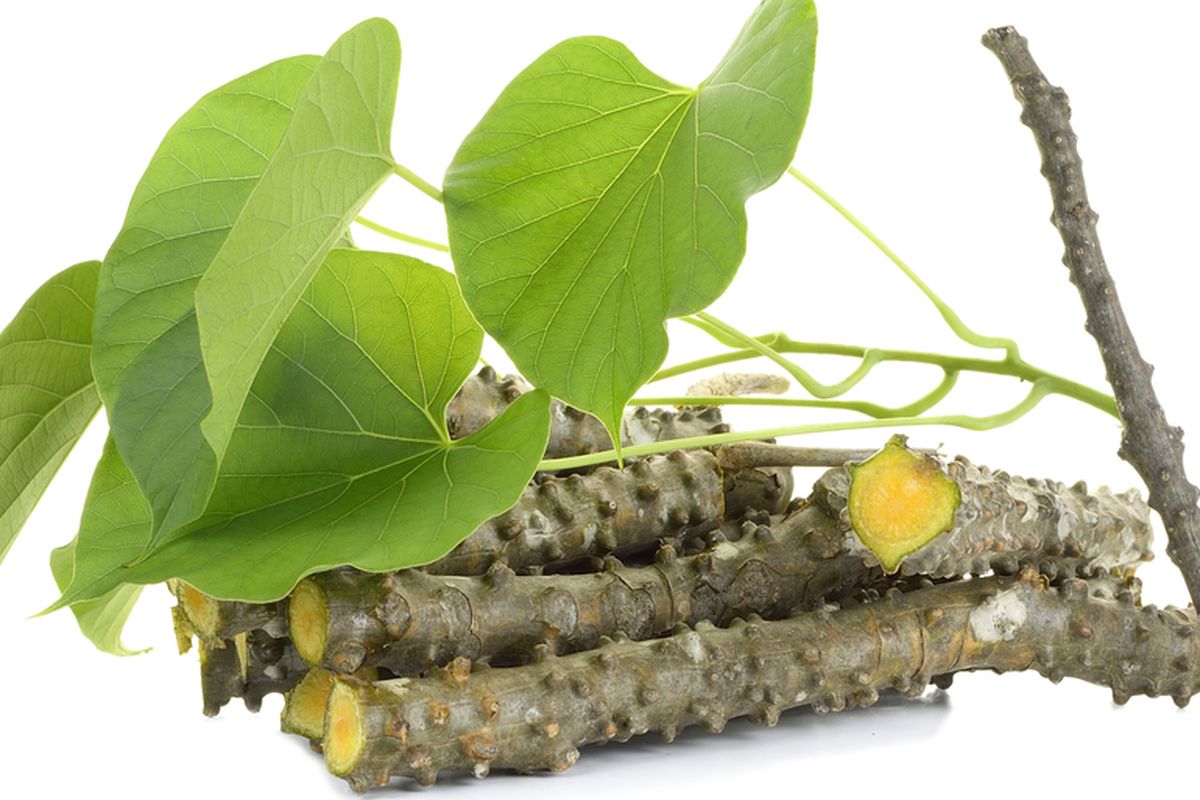 Ilustrasi batang dan daun brotowali.