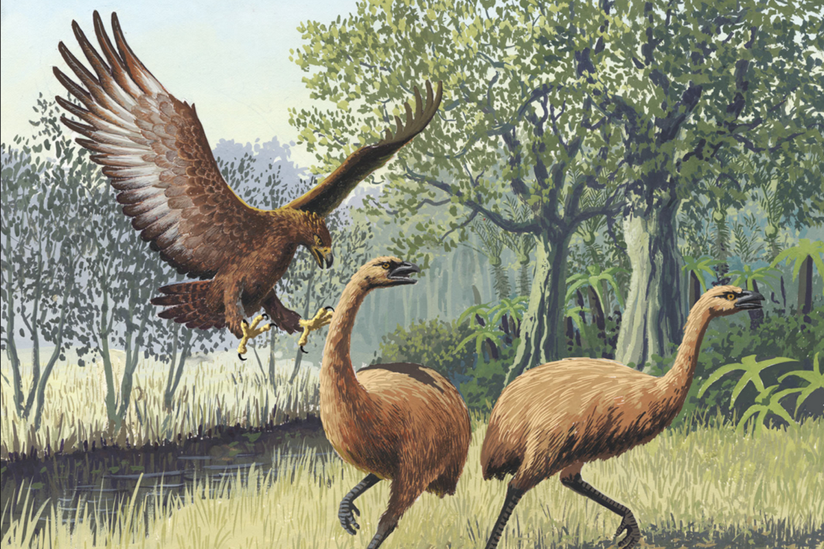Ilustrasi elang raksasa yang hidup di Australia pada sekitar 50.000 tahun yang lalu.