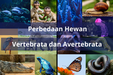 Perbedaan Hewan Vertebrata dan Avertebrata