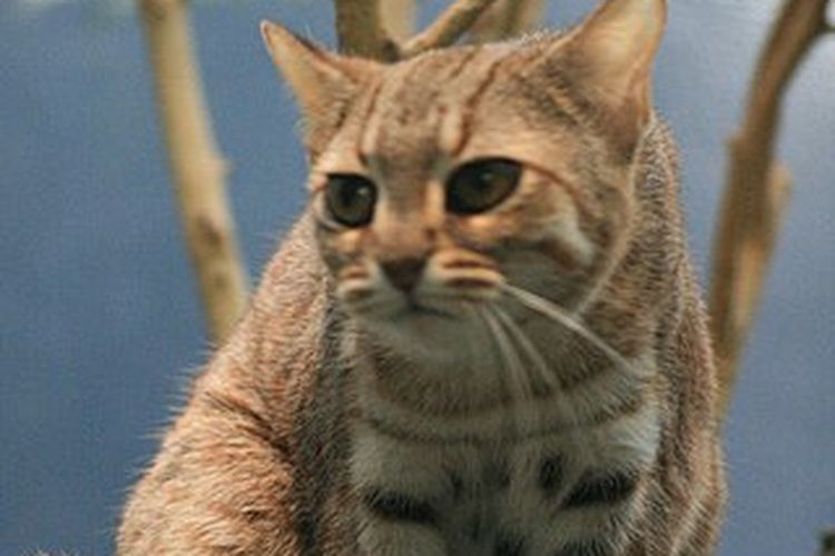 Kucing totol, kucing liar terkecil di dunia.