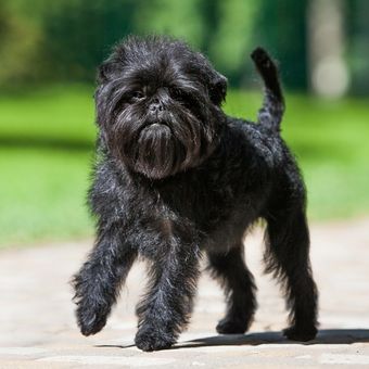 Ilustrasi ras anjing Affenpinscher.