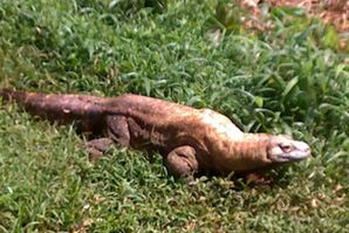 Sepasang komodo milik Taman Margasatwa Ragunan, Rabu (10/2/2010), dilepas ke Hongaria dalam rangka kerja sama tukar pinjam antarkedua negara. 