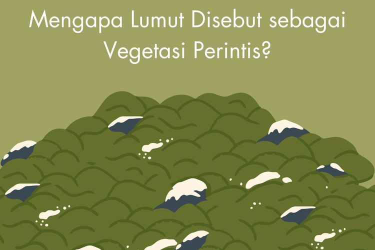 Mengapa lumut disebut sebagai vegetasi perintis? Lumut disebut sebagai vegetasi perintis, salah satunya, karena merupakan tumbuhan pelopor.