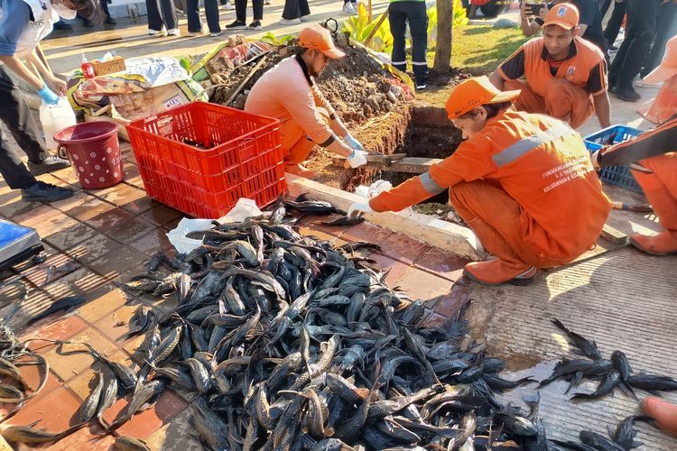 320 Kg Ikan Sapu-sapu Ditangkap dari Waduk Kaja, Begini Cara Pemkot Jaktim Memusnahkannya