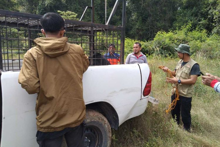Petugas BBKSDA Riau setelah melakukan evakuasi terhadap seekor beruang madu yang masuk ke pemukiman warga di Kampung (desa) Sungai Tengah, Kecamatan Sabak Auh, Kabupaten Siak, Riau. Selasa (26/3/2024).