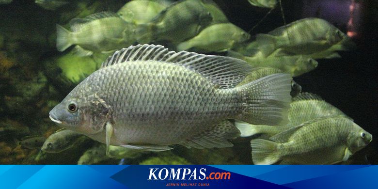 Cara Ikan Mujair Memelihara Telurnya - Vimarsana News