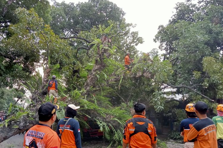 Pohon tumbang di Bandung Barat putus Jalan Raya Bandung - Cianjur, Selasa (27/9/2022).