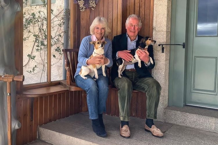 Raja Charles III dan Ratu Camilla bersama dua anjing kesayangan mereka, Beth dan Bluebell, yang merupakan ras anjing Jack russell terrier. 