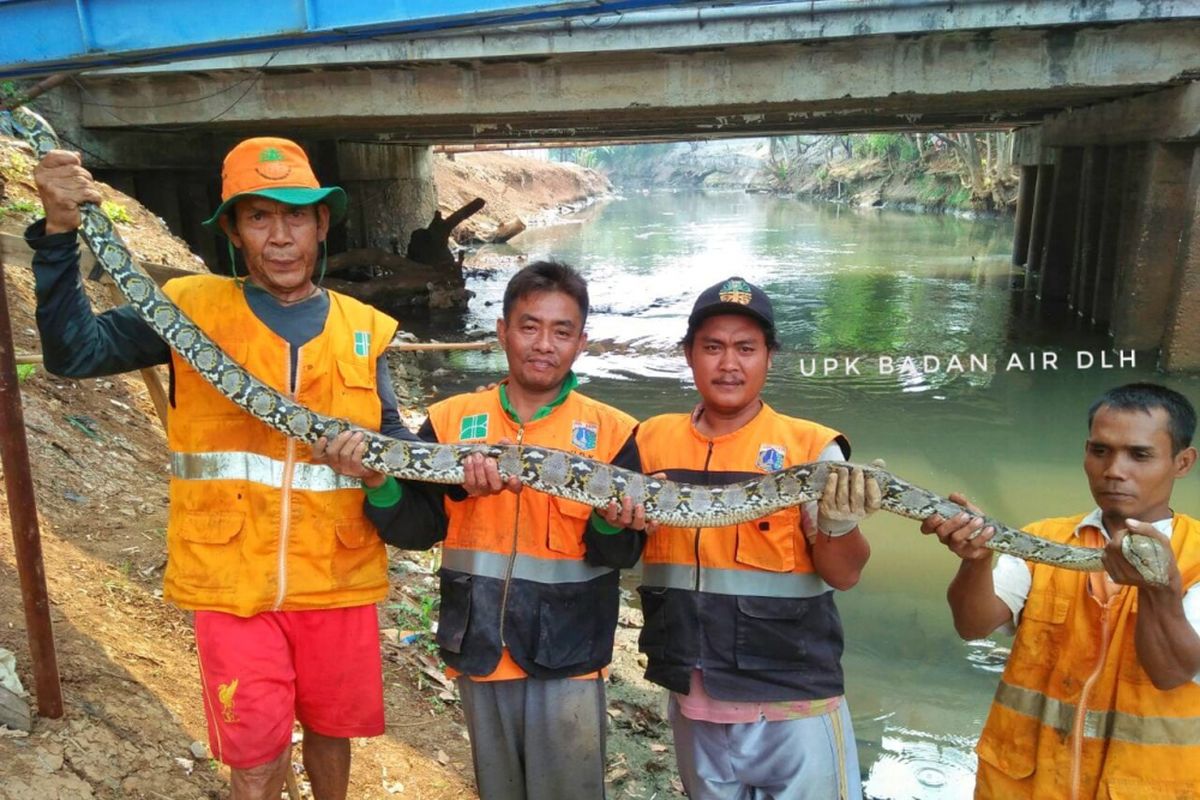 Petugas UPK Badan Air Kecamatan Kebon Jeruk, menemukan ular sanca sepanjang 3 meter saat sedang bertugas membersihkan Kali Pesanggrahan, Kebon Jeruk, Jakarta Barat pada Minggu (5/8/2018).