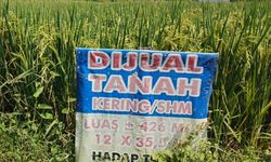Status Sertifikat Tanah Bisa Dicek di BPN, Tarifnya Rp 50.000