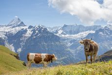 Lewat Referendum, Warga Swiss Tentukan Nasib Tanduk Sapi