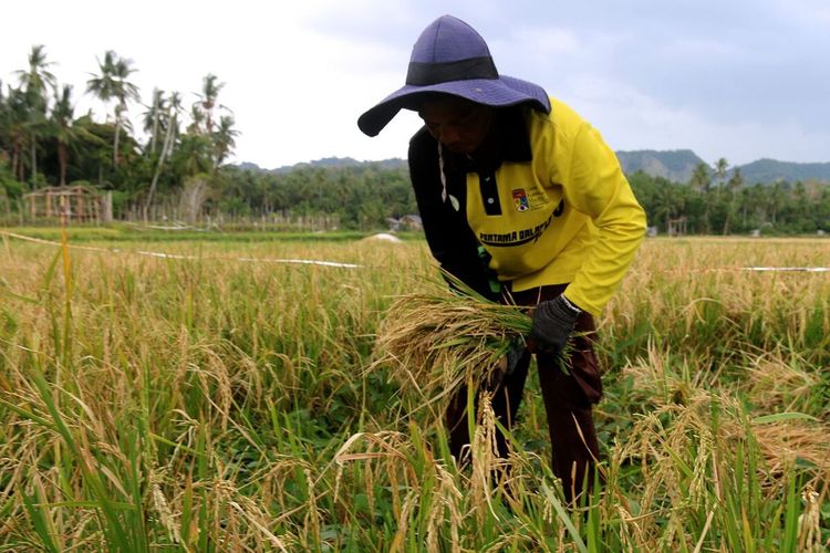 Petani sedang memotong padi di Gampong Nusa, kecamatan Lhoknga, Kabupaten Aceh Besar, Senin (4/3/2024).