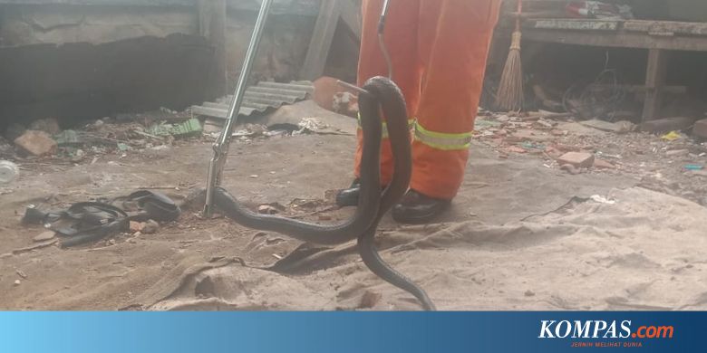 Cerita Tukang Nasi Goreng Di Bekasi Tangkap Ular Kobra