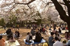  Viral Video Turis Indonesia Rusak Pohon Sakura di Jepang, Ini Etikanya
