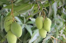 Cara Lindungi Mangga dari Lalat Buah dan Codot, Bungkus Pakai Plastik