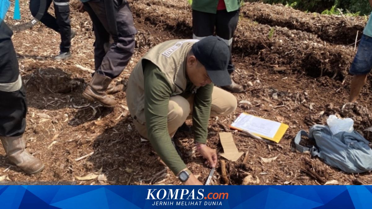 Harimau Terkam Bocah hingga Tewas di Pelalawan Masih Berkeliaran, BBKSDA Ungkap Perubahan Perilaku