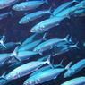 Jaga Keberlanjutan Ikan Banyar, Kementerian KP Lakukan Riset dengan Analisis Otolith