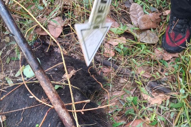 Seorang Petani di Sikka Tewas Digigit Babi Hutan