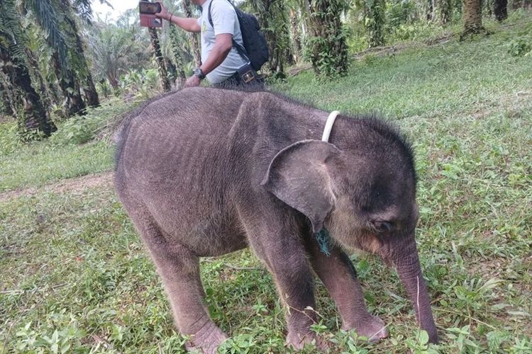 Kondisi gajah Yuni sebelum mati saat menjalani upaya perawatan di pusat latihan gajah Minas dan Sebanga