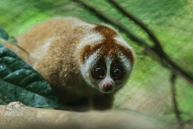 Kehadiran kukang di Arboretum Busang bukan kebetulan. Pasalnya, hutan reklamasi ini menyediakan sumber makanan melimpah dan jalur pergerakan yang ideal bagi primata kecil ini.