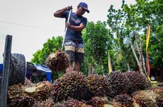 Dicurhati Petani, Teten Masduki Siap Dukung Pembangunan Pabrik Olahan Kelapa Sawit