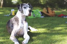 7 Fakta Menarik Anjing Great Dane, Sahabat Bulu Tertinggi di Dunia