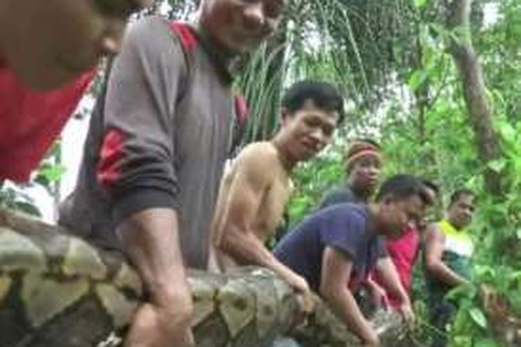 Warga Polewali Mandar sulaweis barat berjibaku menaklukan ula pito sepanjang lebih dari 10 meter saat piton in sedang memburu mangsanya.