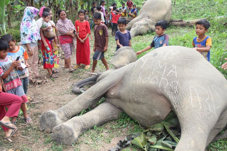 Warga mengamati dua gajah Sumatera (Elephas maximus sumatrensis) yang mati diduga akibat tersengat arus listrik di Kawasan perkebunan warga Desa Seumanah Jaya, Rantoe Perlak, Aceh Timur, Aceh, Minggu (15/10/2017). Menurut keterangan Kepala Balai Konservasi Sumber Daya Alam (BKSDA) Aceh Sapto Aji Prabowo sejak dua tahun terakhir sebanyak 12 ekor gajah sumatera mati akibat tersengat arus listrik, diracun dan ditembak. ANTARA FOTO/Jabir/Syf/aww/17.