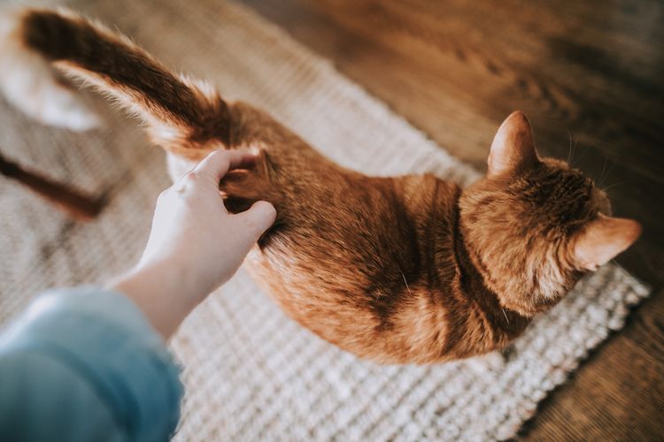 Ada banyak alasan mengapa kucing suka membuntuti kita, salah satunya karena kucing ingin berdekatan dengan kita.