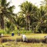 Diserang Hama Tikus, 2 Musim Tanam Padi, Petani di Ngawi Selalu Gagal Panen