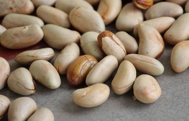 5 Penyakit yang Dapat Dicegah dengan Mengonsumsi Biji Nangka ...