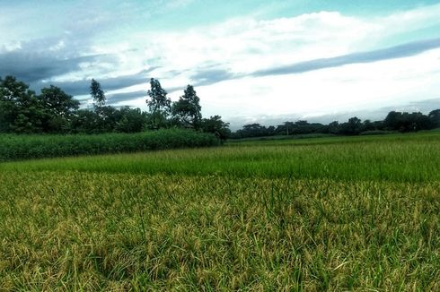 Larang Wanita Bekerja di Ladang, Ulama Bangladesh Ditangkap