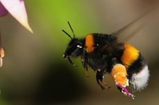 Perancis Larang Pembasmian Lebah Penyerbuk Pakai Pestisida