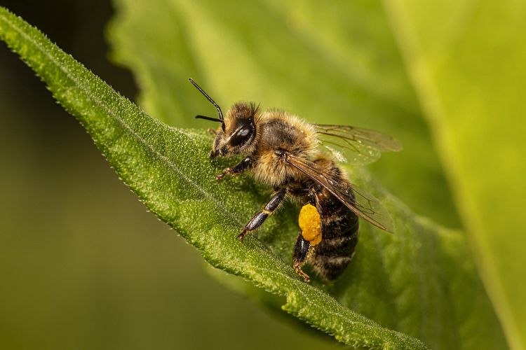 Lebah adalah serangga bersayap yang masuk ke dalam ordo Hymenoptera