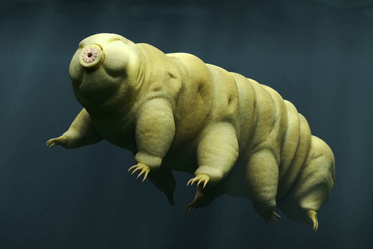 Tardigrade alias beruang air.